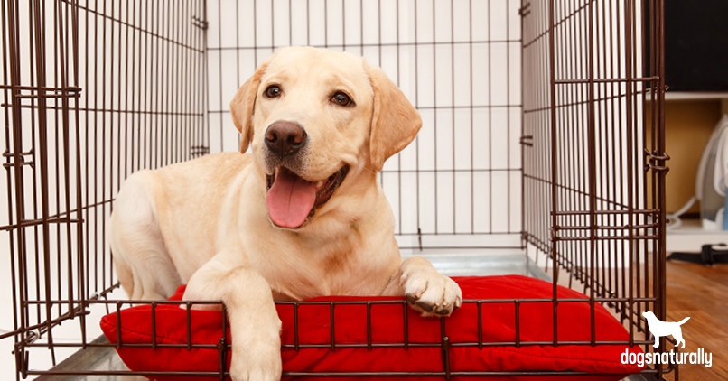 Puppy Crate Training: Essential Do’s & Don’ts